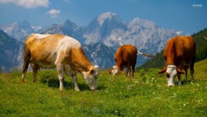 cows-grazing-on-the-beautiful-alps