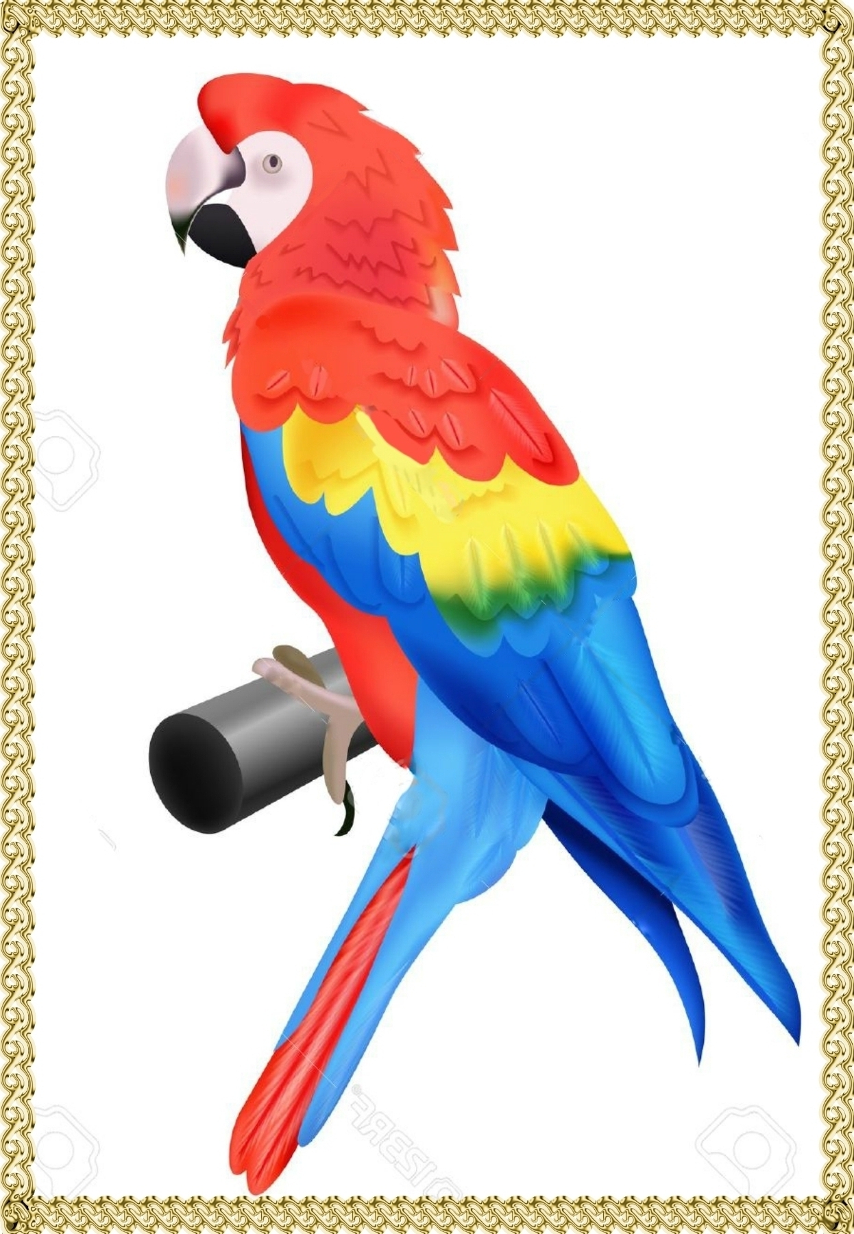 Разноцветный попугай на белом фоне